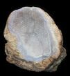 Crystal Filled Dugway Geode (Polished Half) #38873-2
